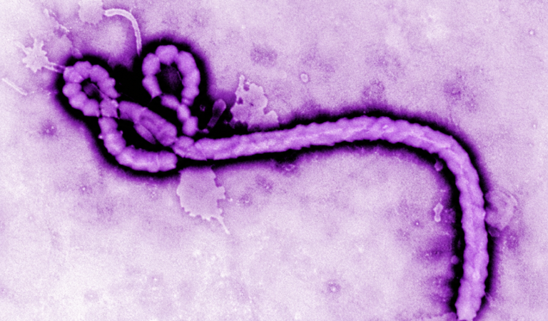 Nuevo brote de ébola en África genera alarma internacional y pone en alerta a organismos de salud